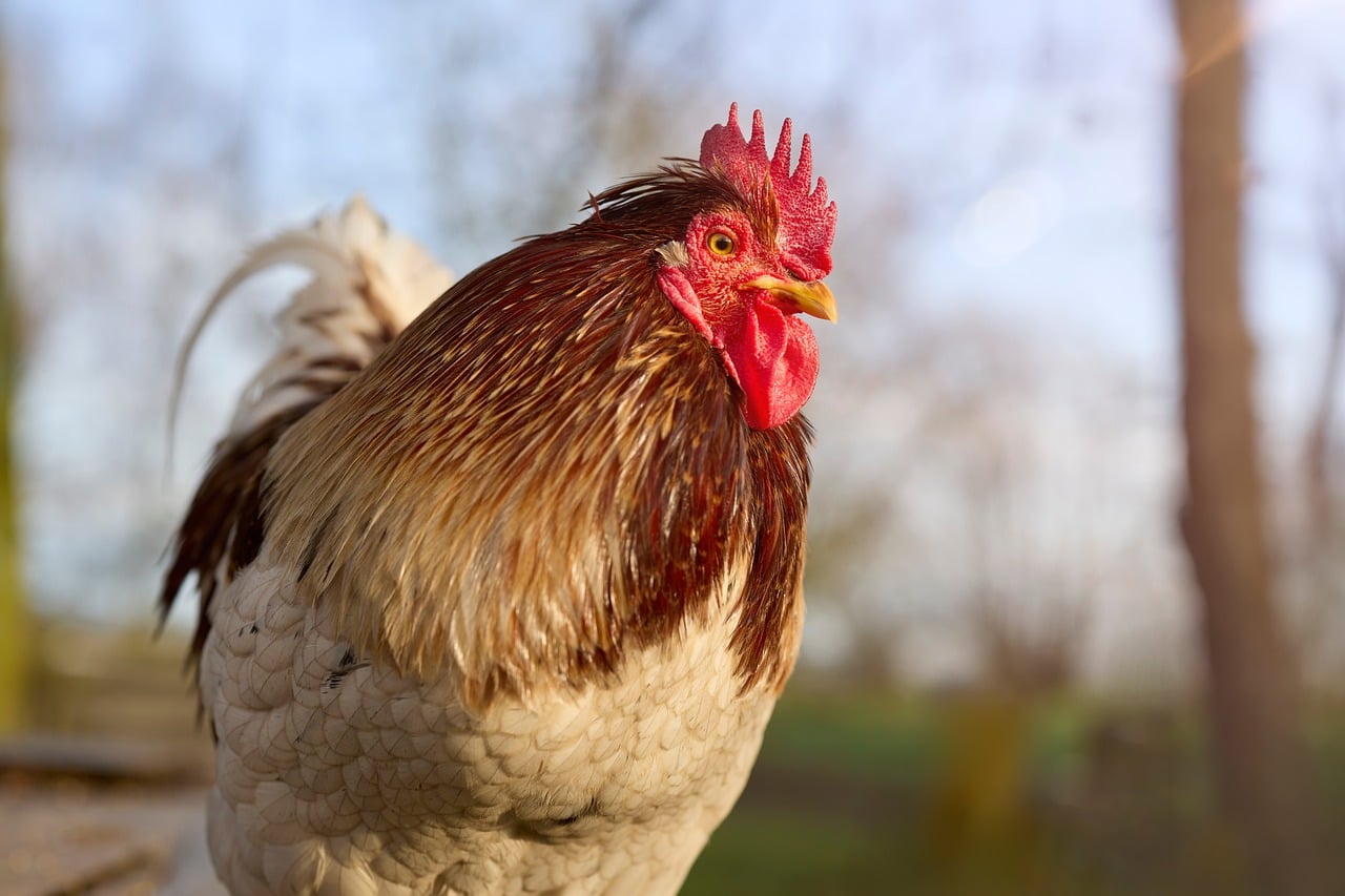 Portrait of a red rooster with a bright comb and wattle